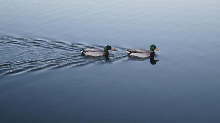 Espagne: le lancer de canards à la mer interdit
